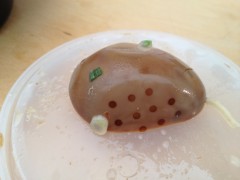Ajisen tea egg