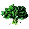 Broccoli Rob